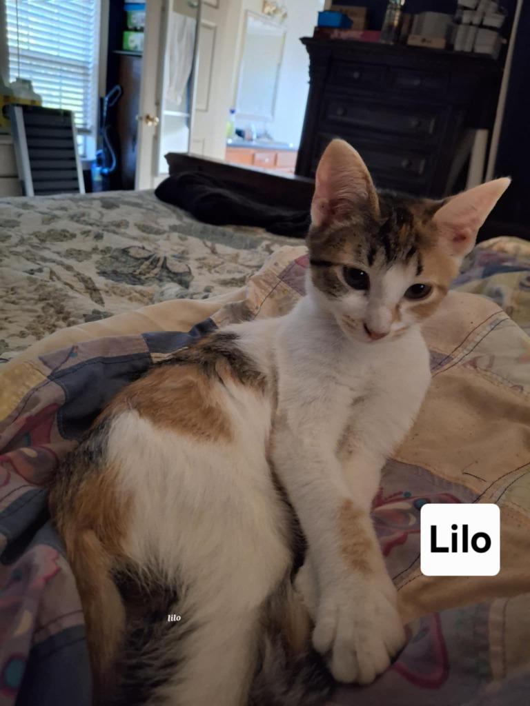 Enlarge Lilo, a Adoptable mixed breed in Darien, GA image 1/1