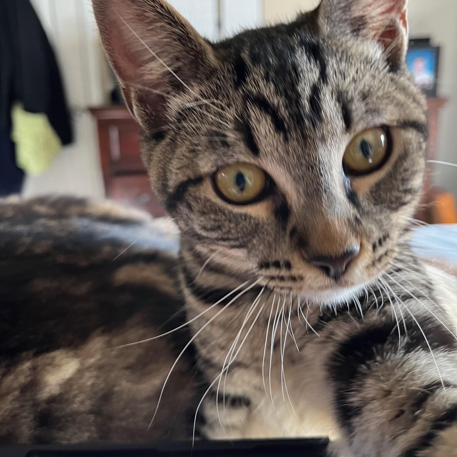 **COURTESY LISTING** Minnie