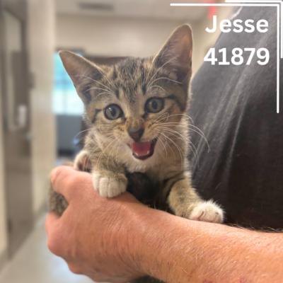 Jesse thumbnail 1