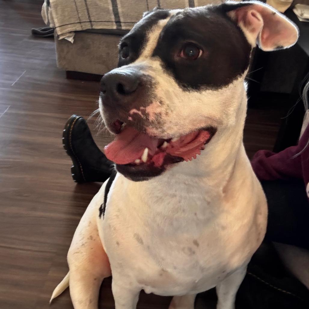 793 (2025) May, Adoptable, Adult Female Pit Bull Terrier.