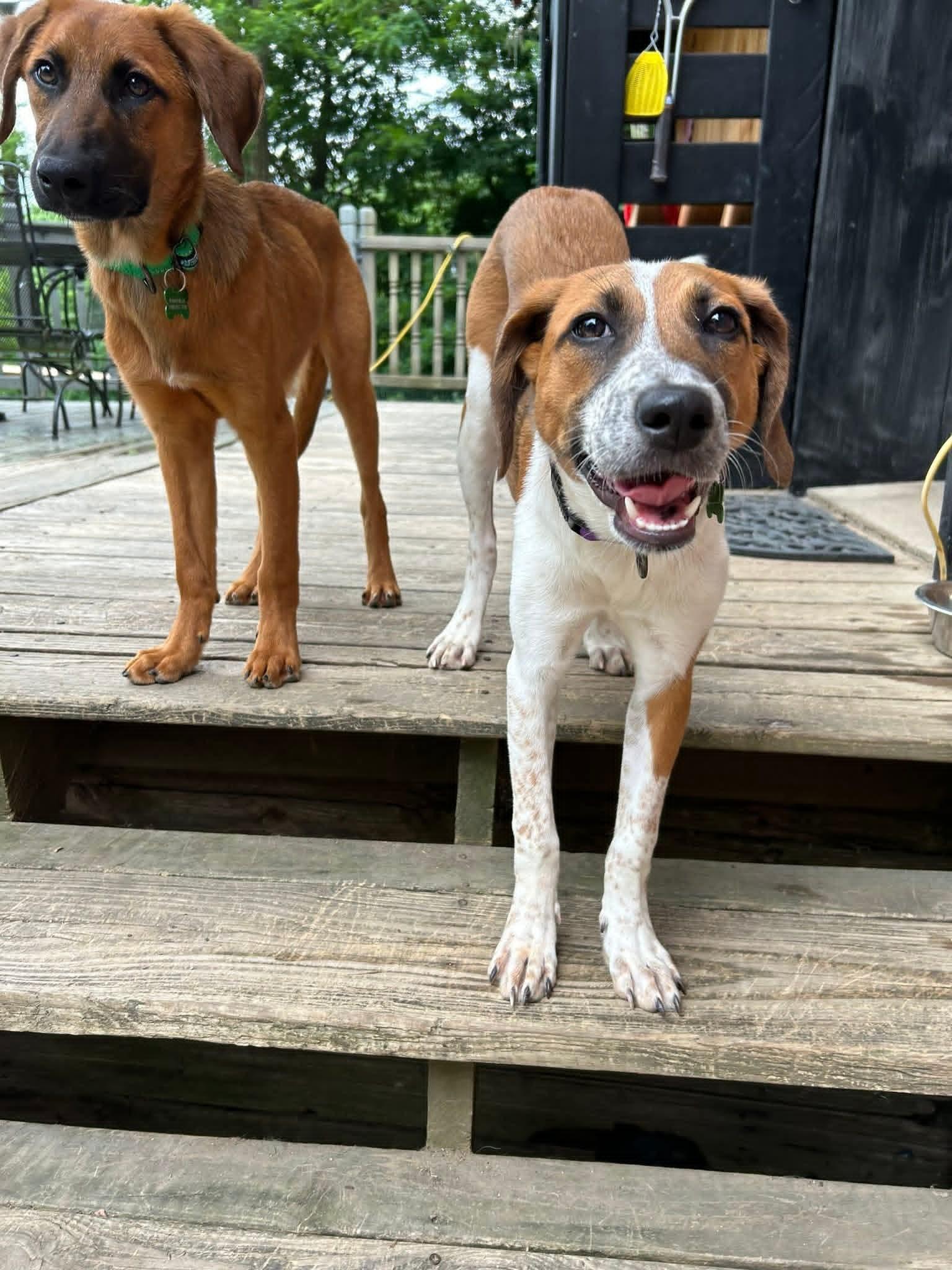 Enlarge Barley-ADOPTED, a ADOPTABLE mixed breed in Mount Bethel, PA image 4/6