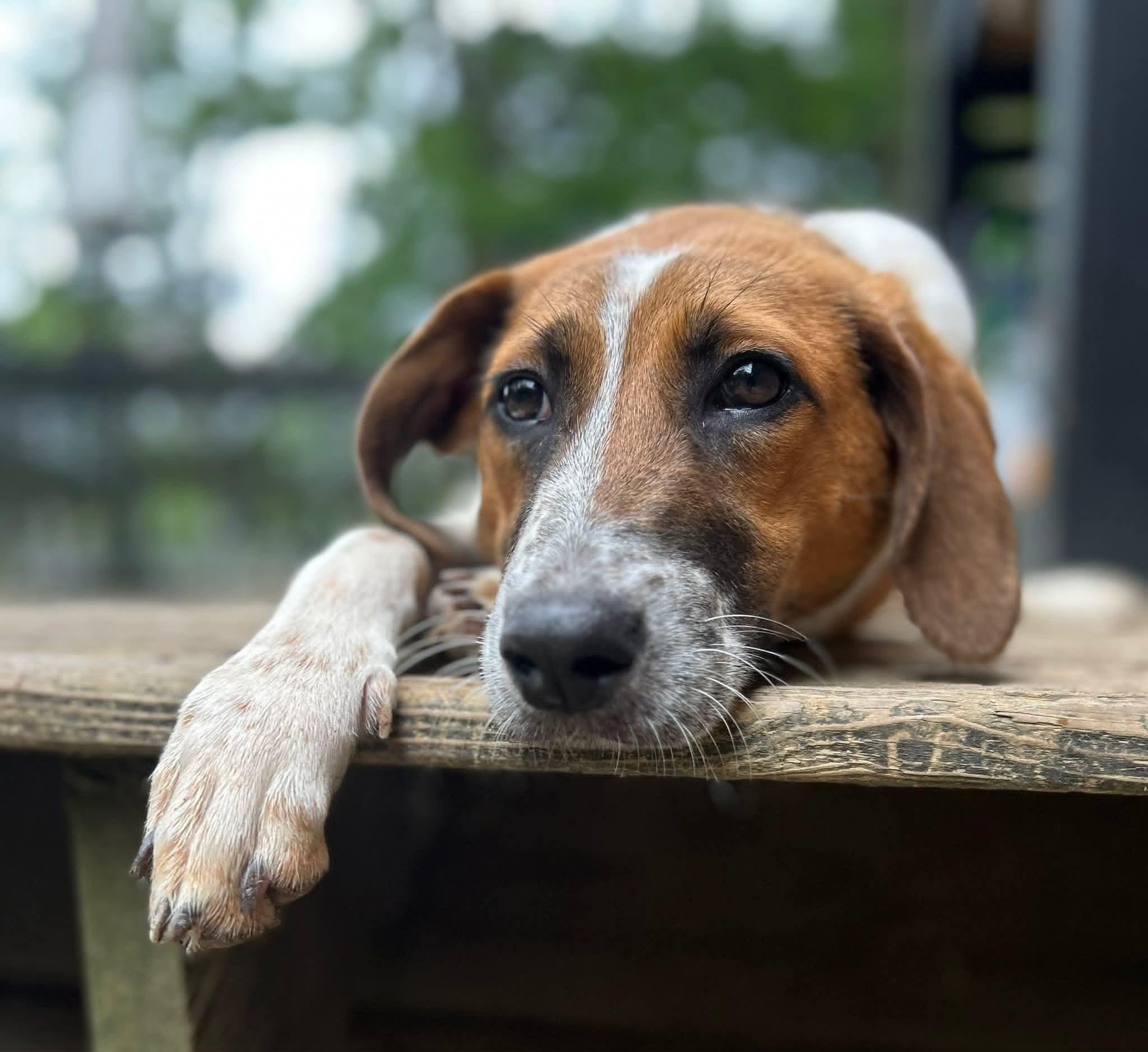 Enlarge Barley-ADOPTED, a ADOPTABLE mixed breed in Mount Bethel, PA image 6/6