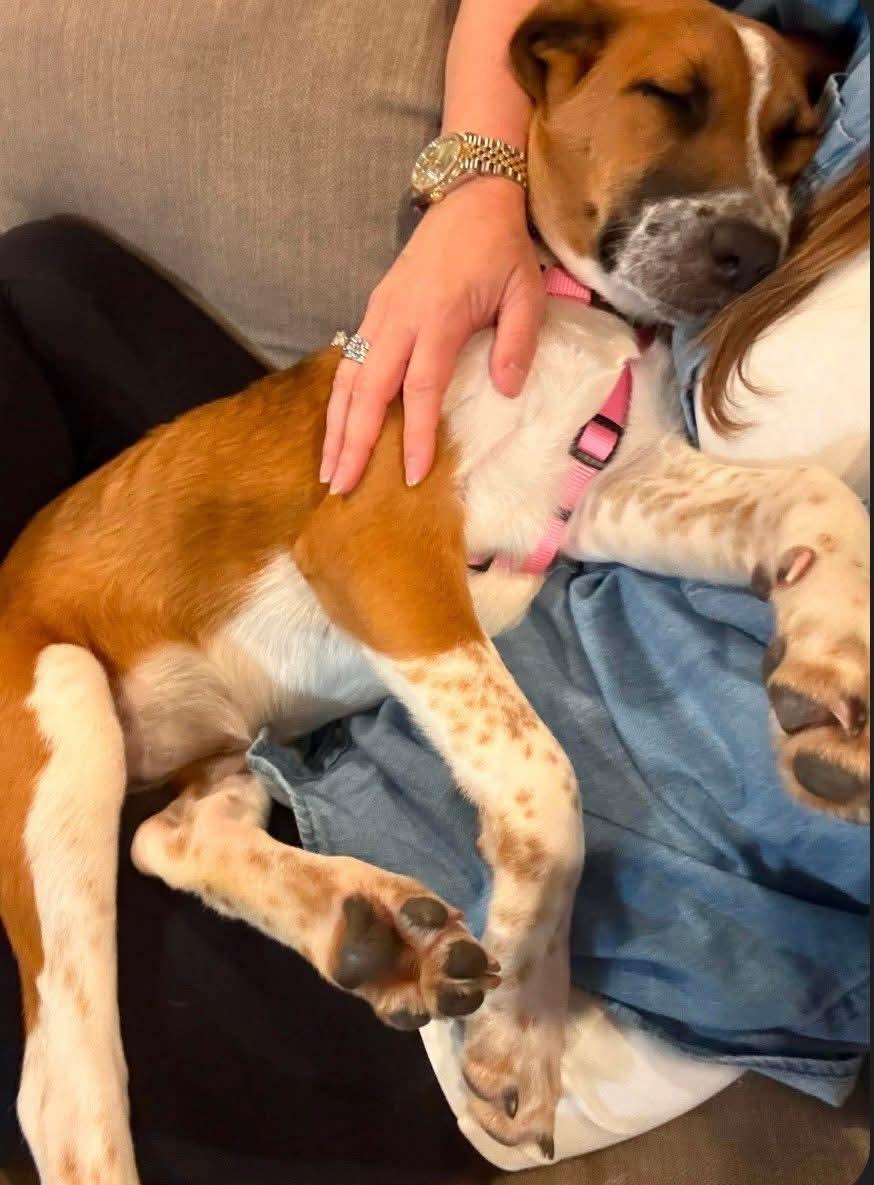 Enlarge Barley-ADOPTED, a ADOPTABLE mixed breed in Mount Bethel, PA image 2/6