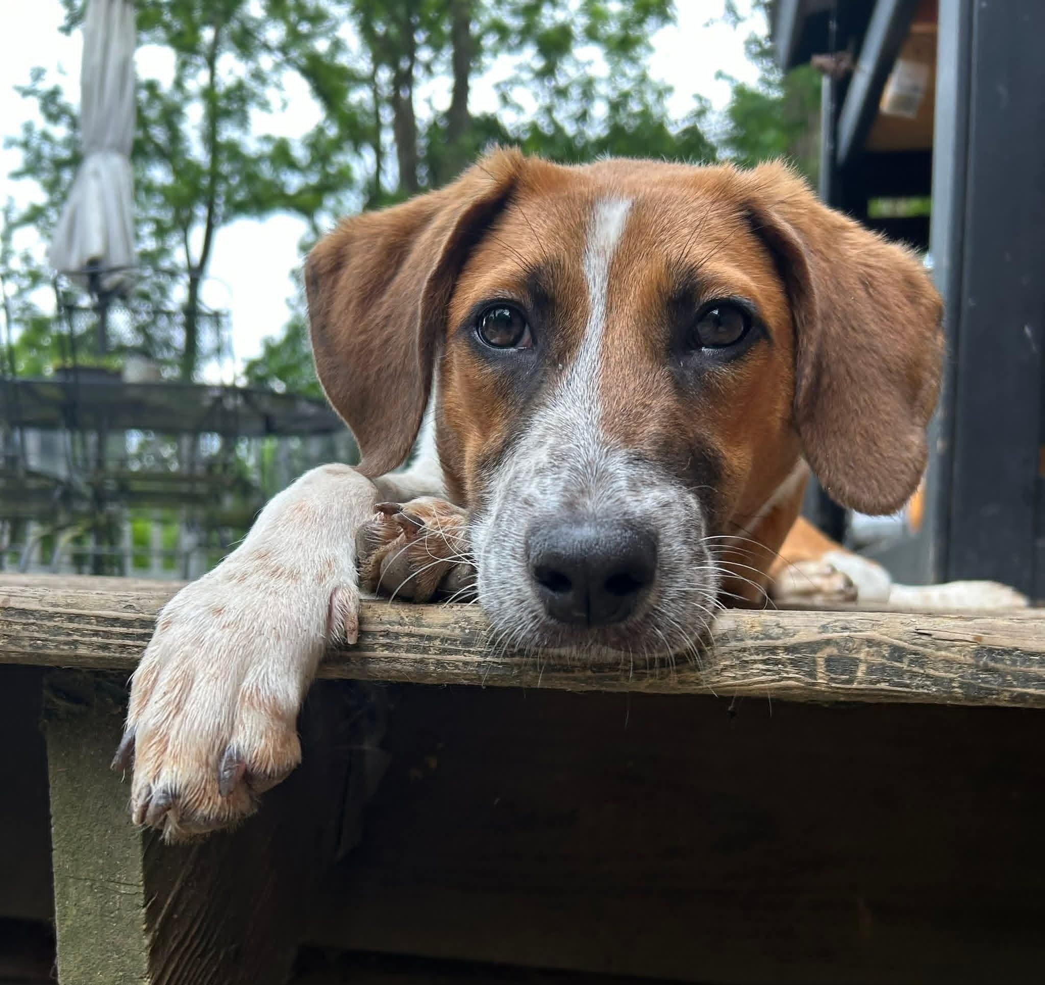 Enlarge Barley-ADOPTED, a ADOPTABLE mixed breed in Mount Bethel, PA image 1/6