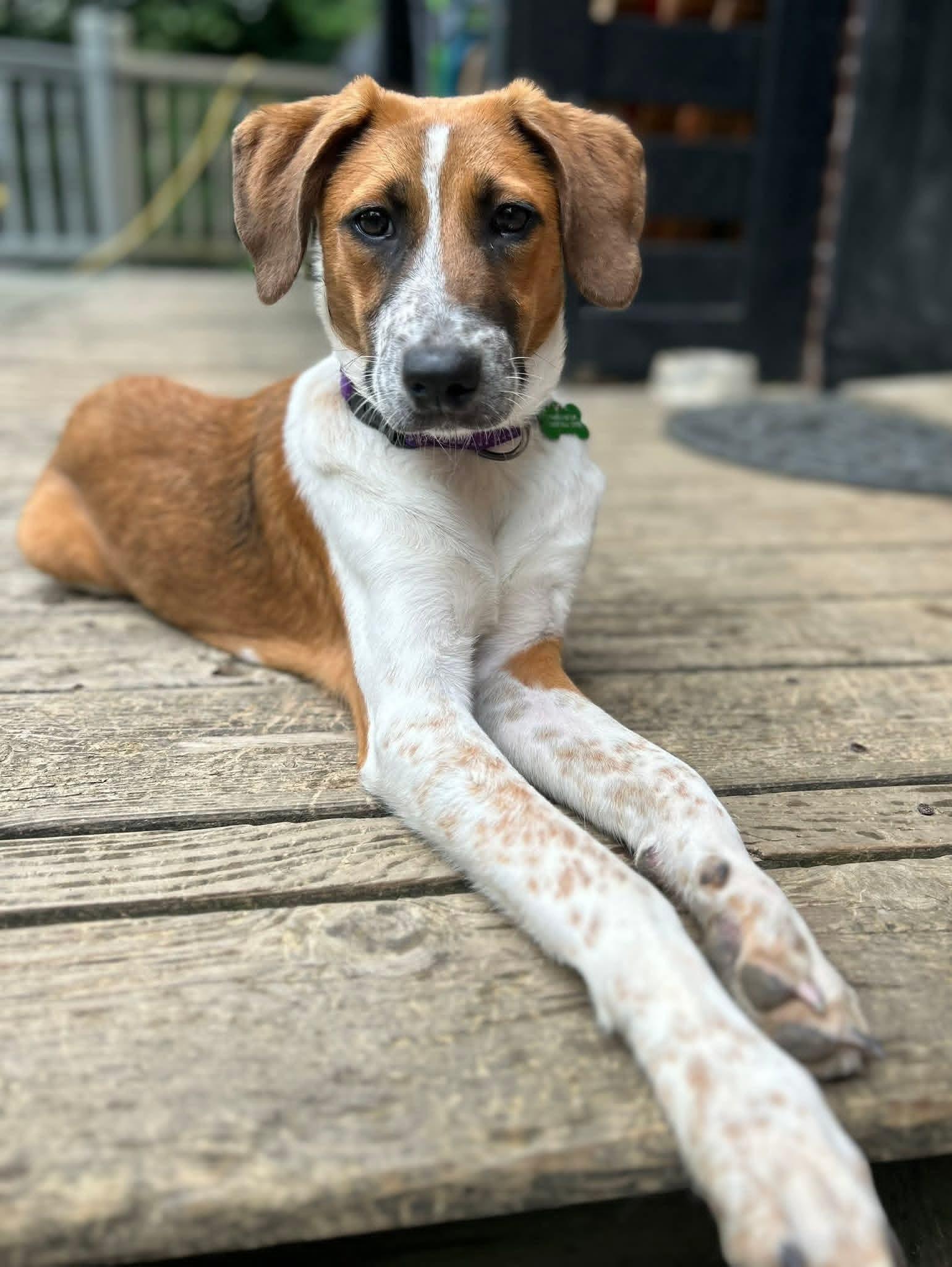 Enlarge Barley-ADOPTED, a ADOPTABLE mixed breed in Mount Bethel, PA image 5/6