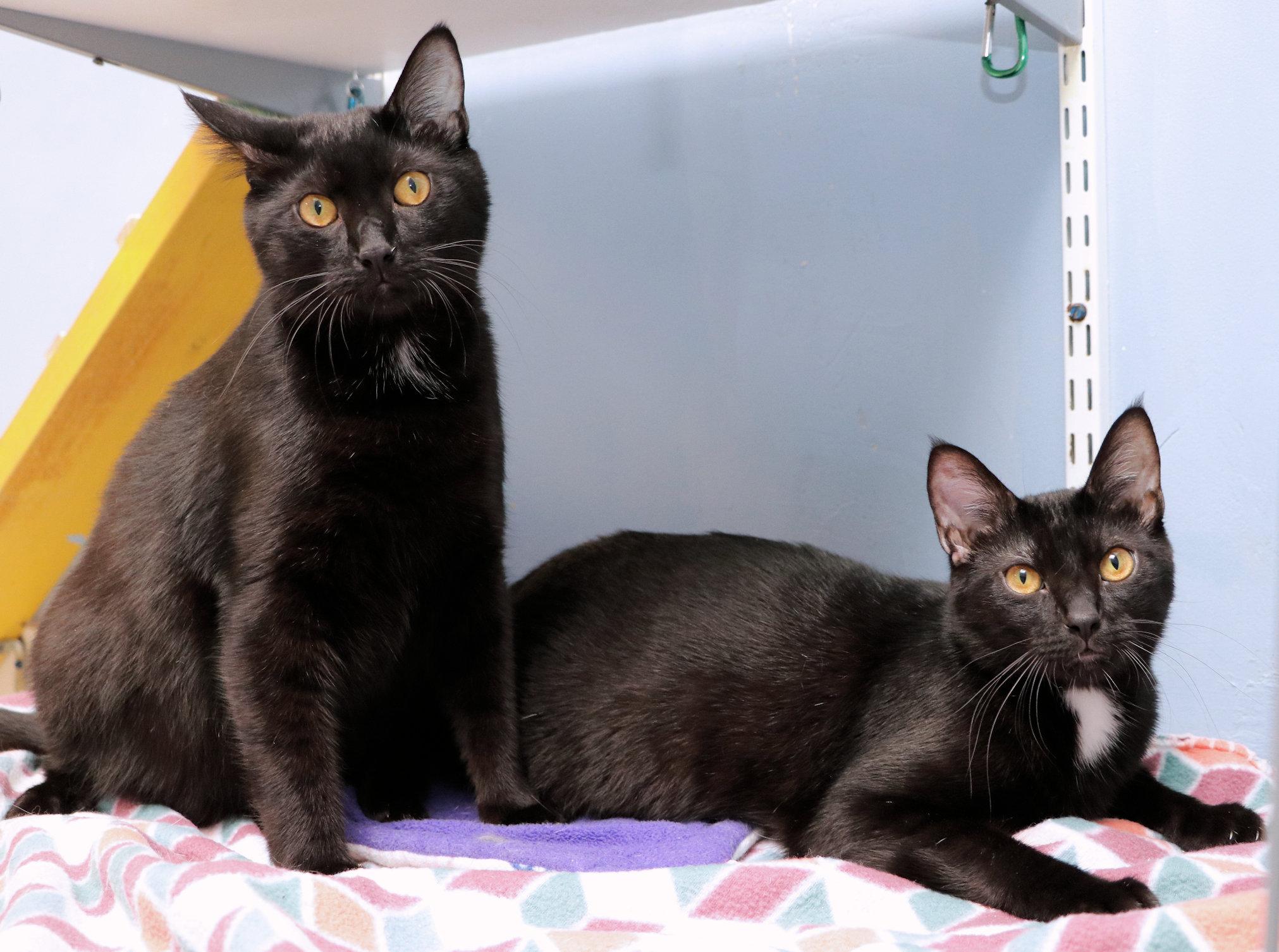 Mardi Gras and Bayou, a ADOPTABLE Domestic Short Hair in Cincinnati, OH image 3/4