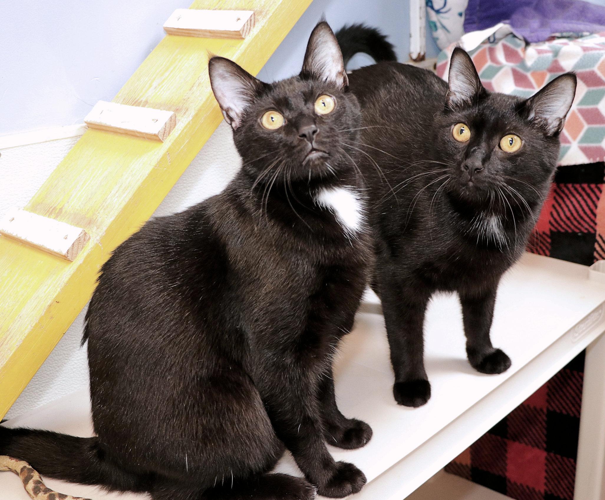 Mardi Gras and Bayou, a ADOPTABLE Domestic Short Hair in Cincinnati, OH image 2/4