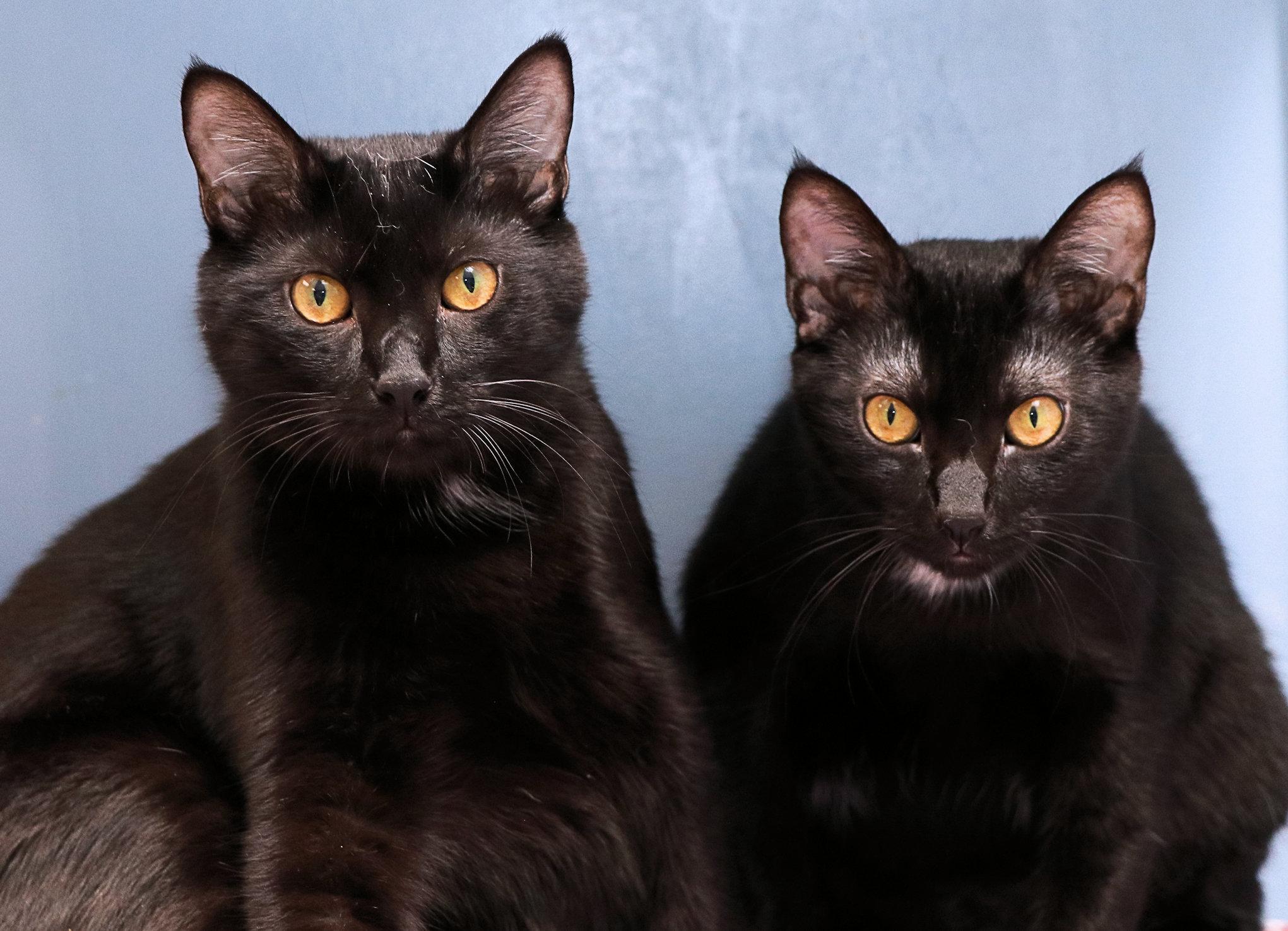 Mardi Gras and Bayou, a ADOPTABLE Domestic Short Hair in Cincinnati, OH image 4/4