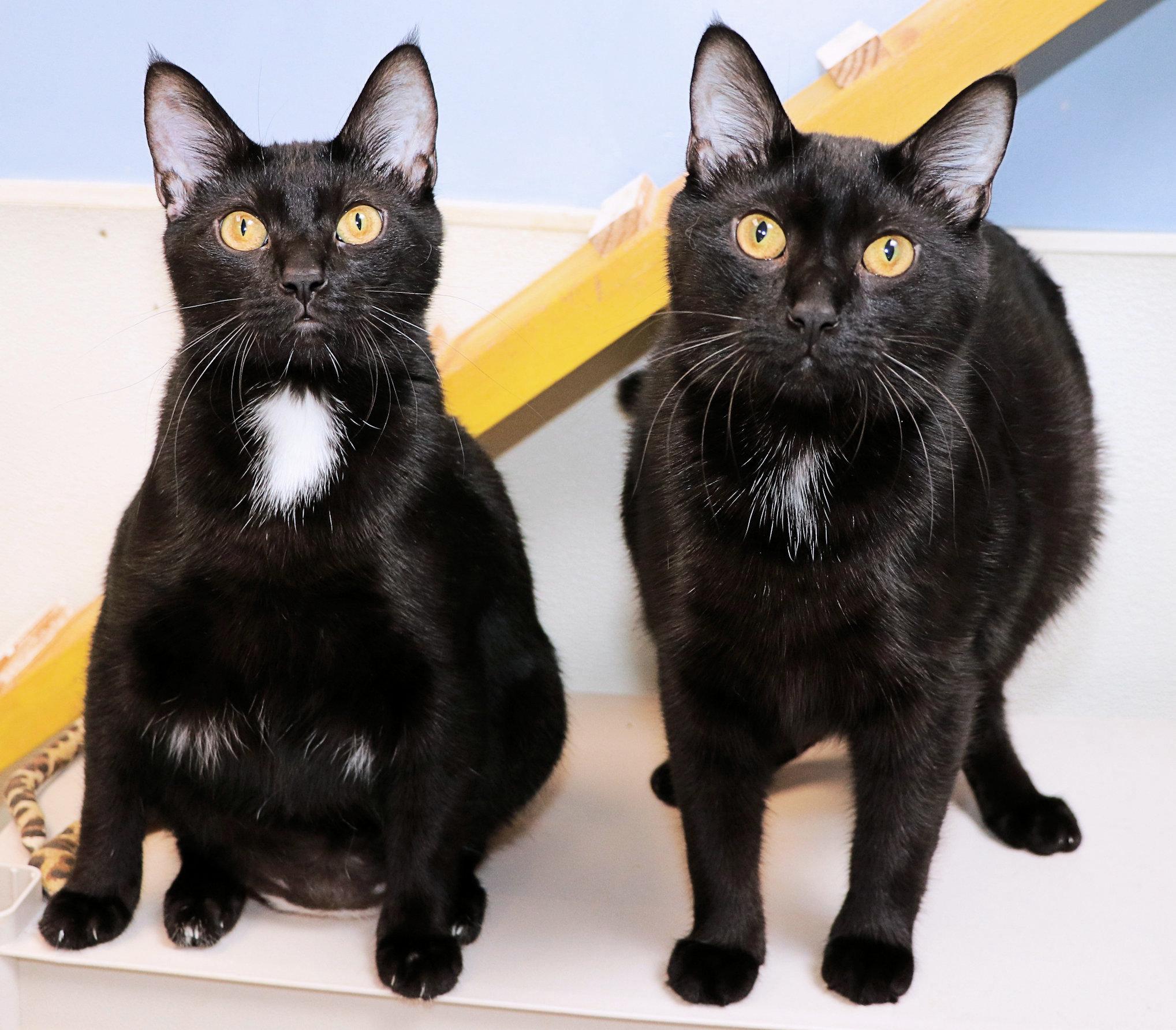 Mardi Gras and Bayou, a ADOPTABLE Domestic Short Hair in Cincinnati, OH image 1/4