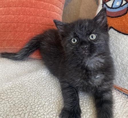 Poet, an adopted Domestic Short Hair in Stanstead, QC image 5/6