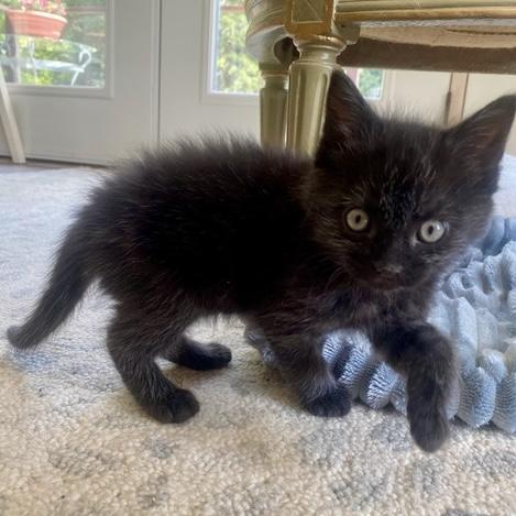 Poet, adopted, Kitten Male Domestic Short Hair.