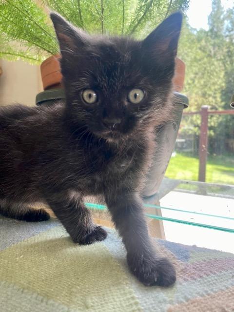 Poet, an adopted Domestic Short Hair in Stanstead, QC image 4/6