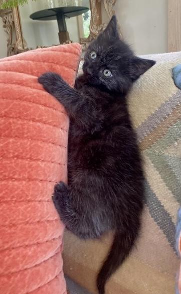 Poet, an adopted Domestic Short Hair in Stanstead, QC image 3/6