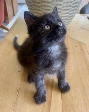 Poet, an adopted Domestic Short Hair in Stanstead, QC image 2/6