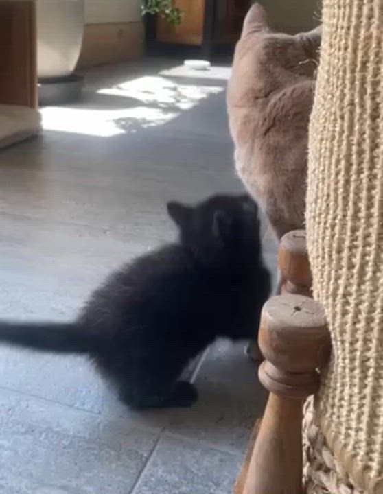 Enlarge Poet, an adopted Domestic Short Hair in Stanstead, QC video 6/6