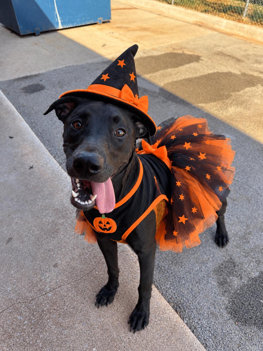 Enlarge Lady, a Adoptable mixed breed in Chickasha, OK image 1/3