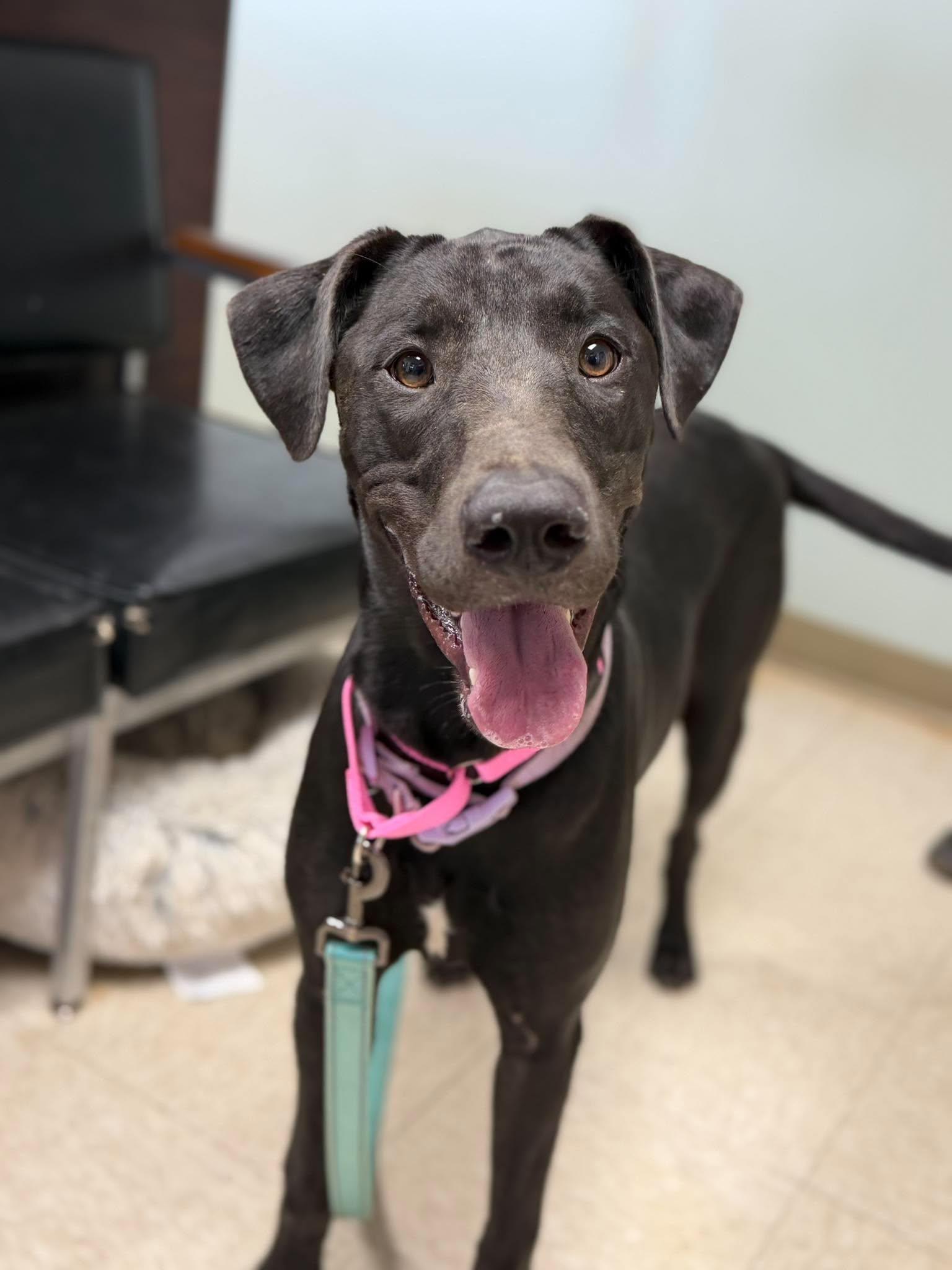 Enlarge Lady, a Adoptable mixed breed in Chickasha, OK image 2/3