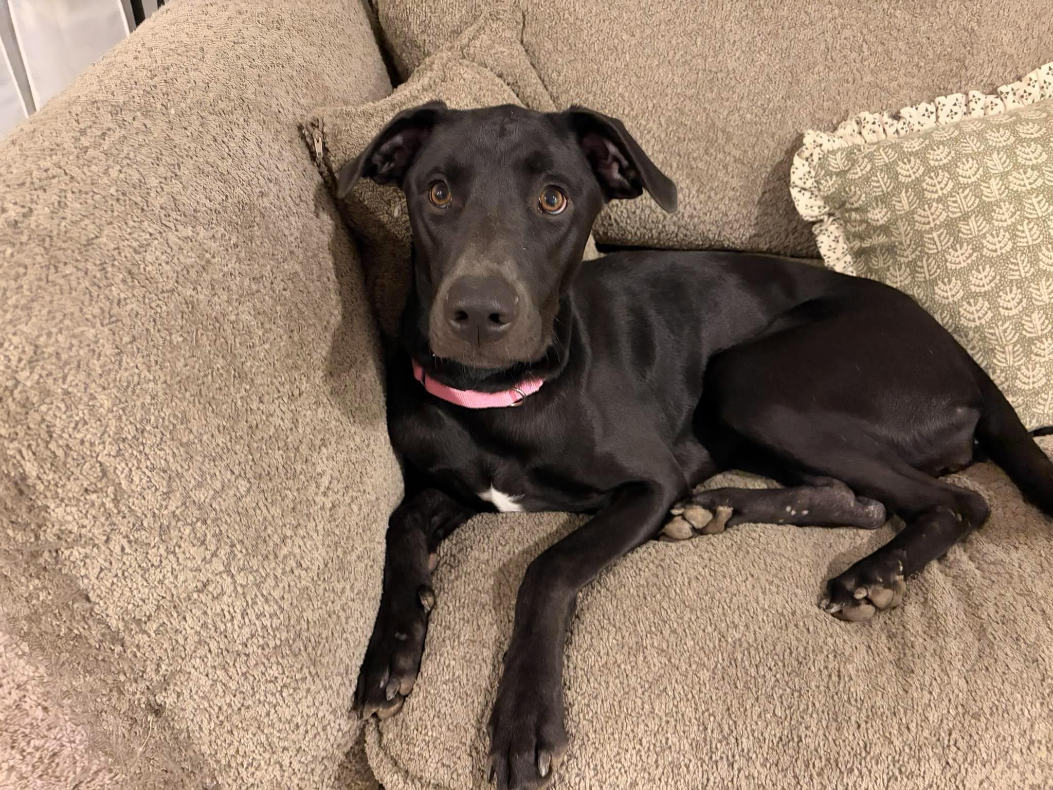 Enlarge Lady, a Adoptable mixed breed in Chickasha, OK image 3/3