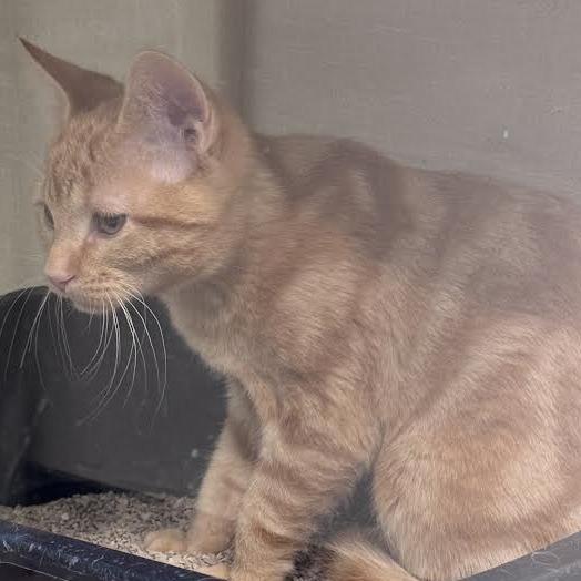 Enlarge ember, a Adoptable Domestic Short Hair in Show Low, AZ image 2/2