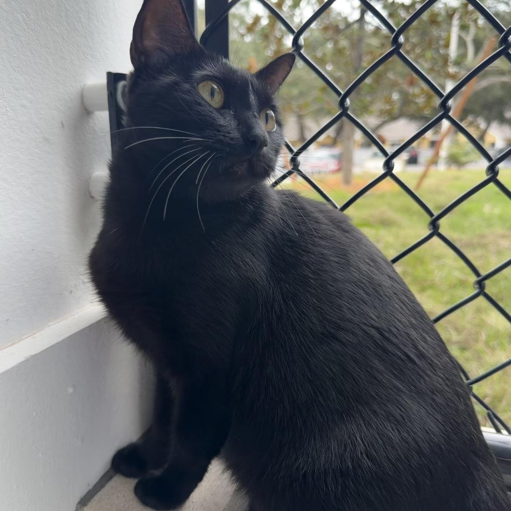 Enlarge Salem, a Adoptable Domestic Short Hair in Clearwater, FL image 1/2