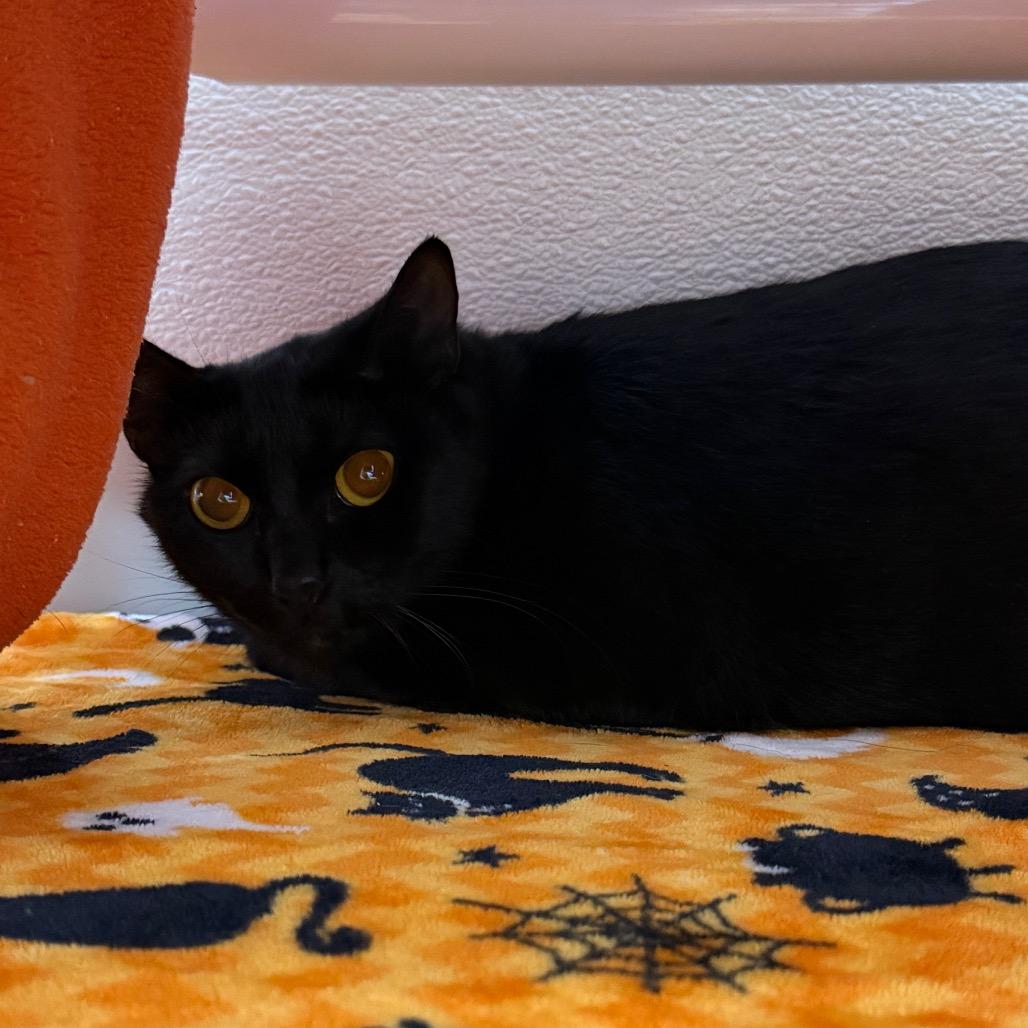 Enlarge Salem, a Adoptable Domestic Short Hair in Clearwater, FL image 2/2