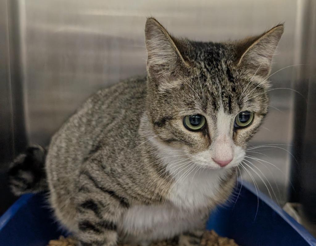Regina, Adoptable, Young Female Domestic Short Hair.