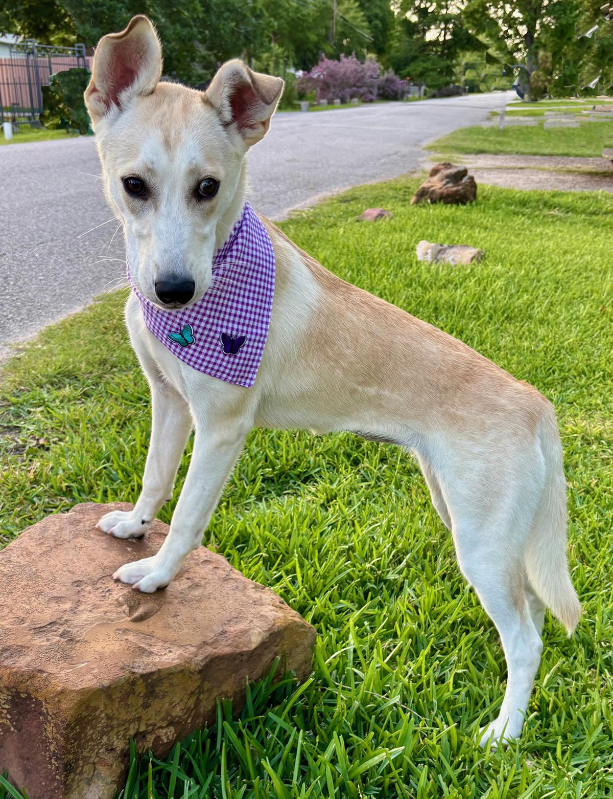 Enlarge IRIS - SWEETEST GIRL - SEE VIDEO!, a Adoptable mixed breed in Groton, CT image 2/6