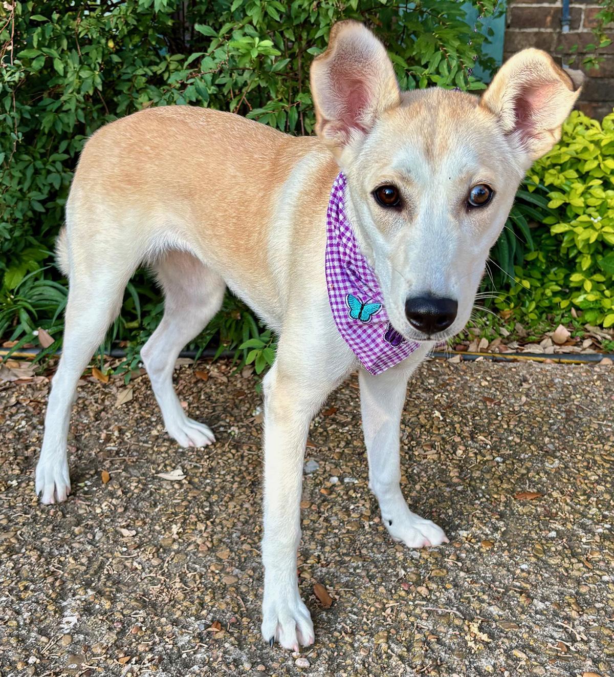 Enlarge IRIS - SWEETEST GIRL - SEE VIDEO!, a Adoptable mixed breed in Groton, CT image 5/6