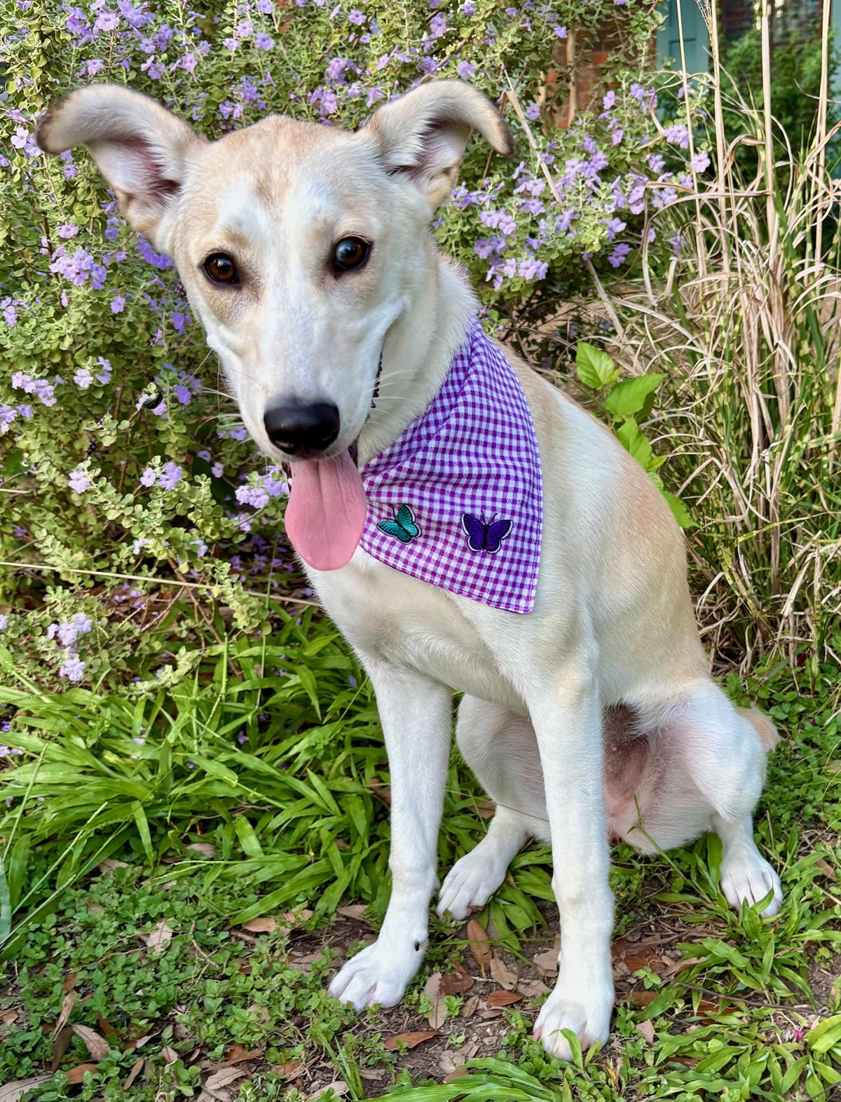 Enlarge IRIS - SWEETEST GIRL - SEE VIDEO!, a Adoptable mixed breed in Groton, CT image 3/6