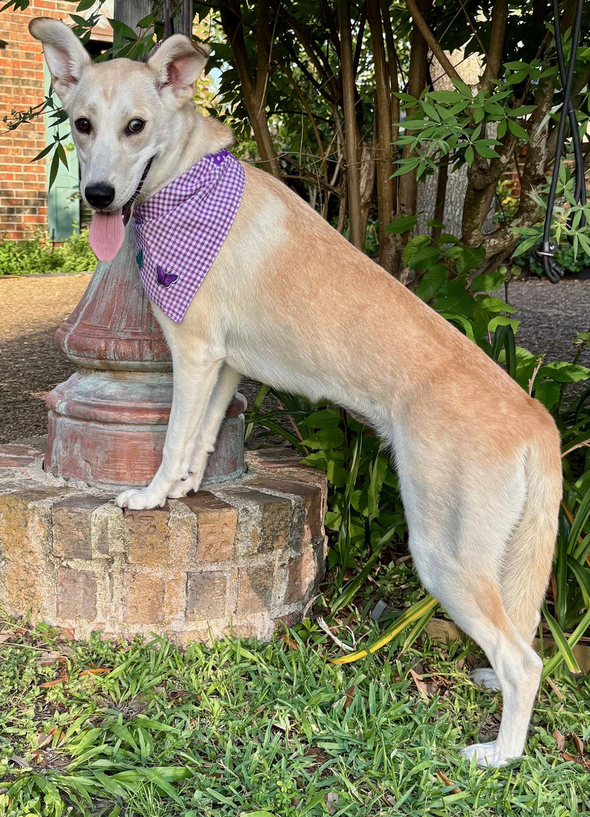 Enlarge IRIS - SWEETEST GIRL - SEE VIDEO!, a Adoptable mixed breed in Groton, CT image 4/6