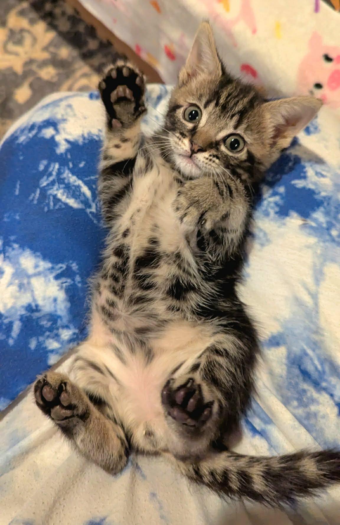 Enlarge Charlie, an adopted American Shorthair in McDonough, GA image 5/6