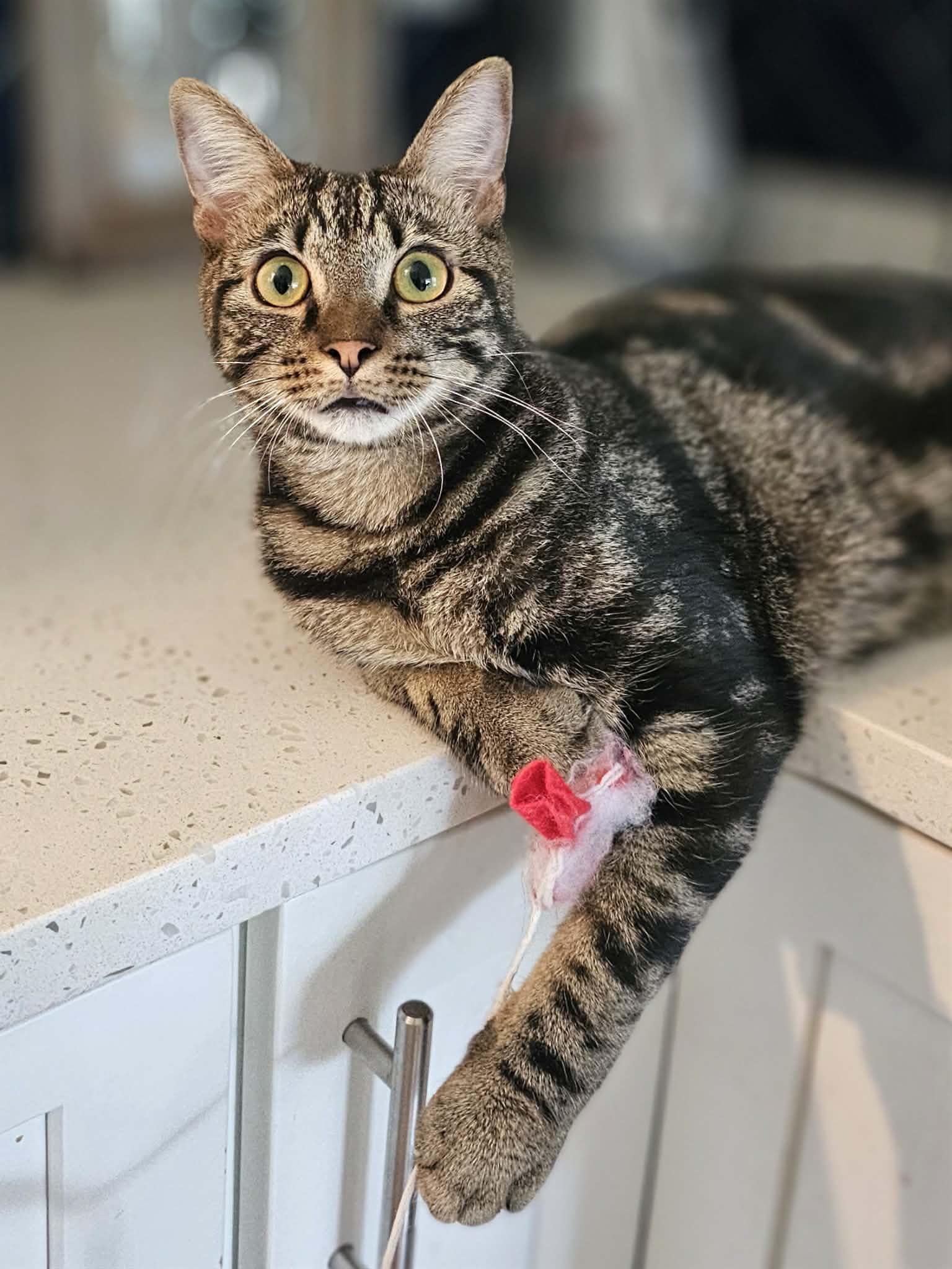 Enlarge Charlie, an adopted American Shorthair in McDonough, GA image 2/6