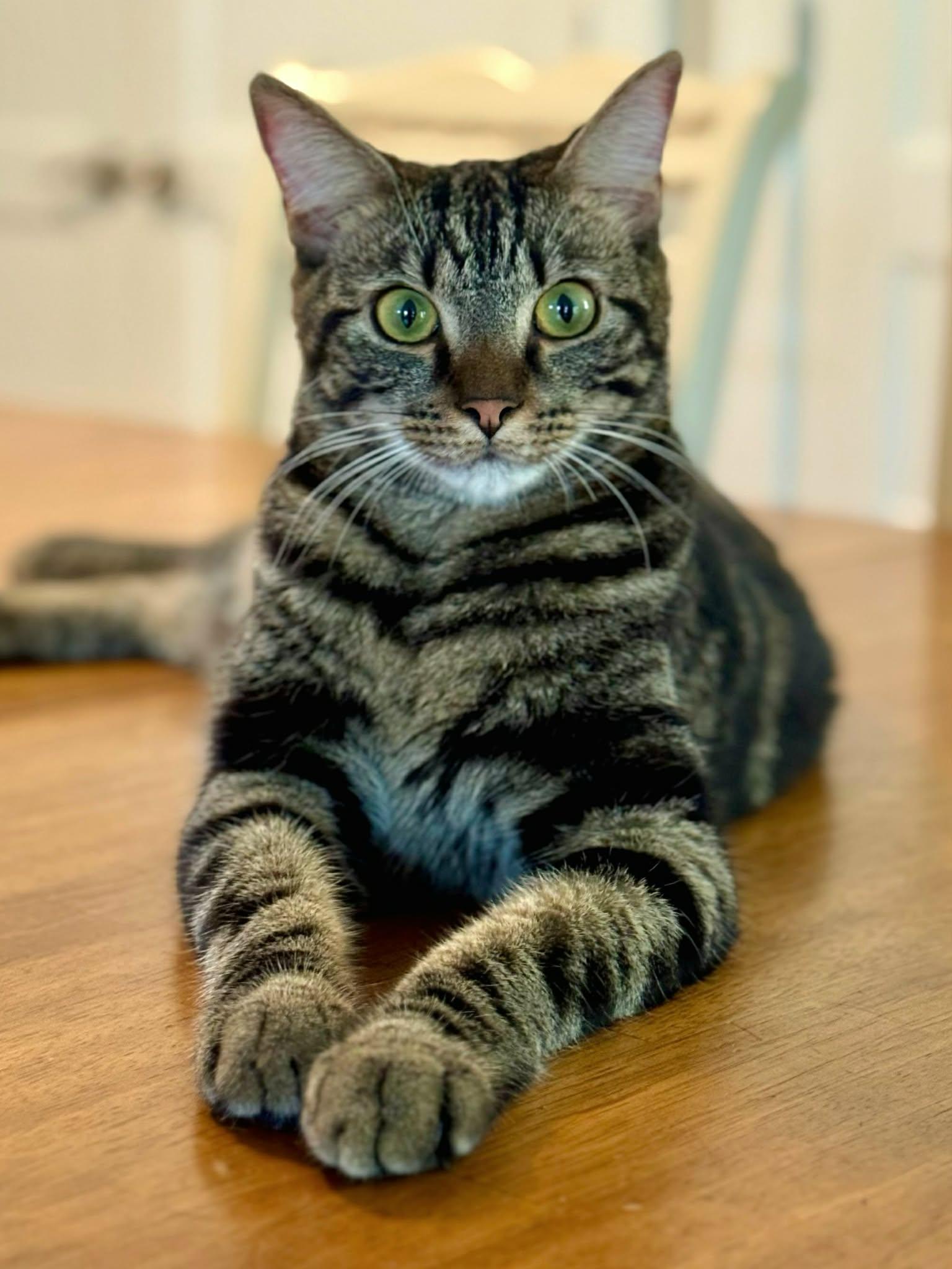 Enlarge Charlie, an adopted American Shorthair in McDonough, GA image 1/6