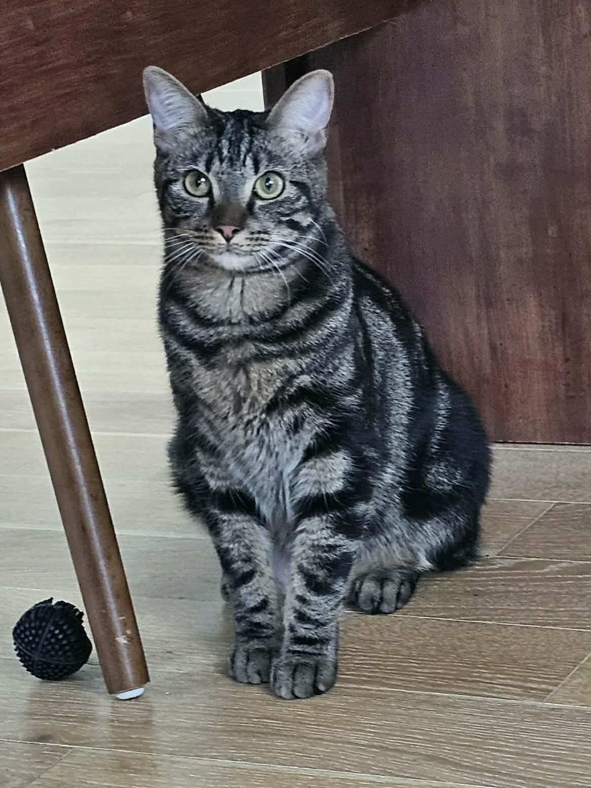 Enlarge Charlie, an adopted American Shorthair in McDonough, GA image 6/6