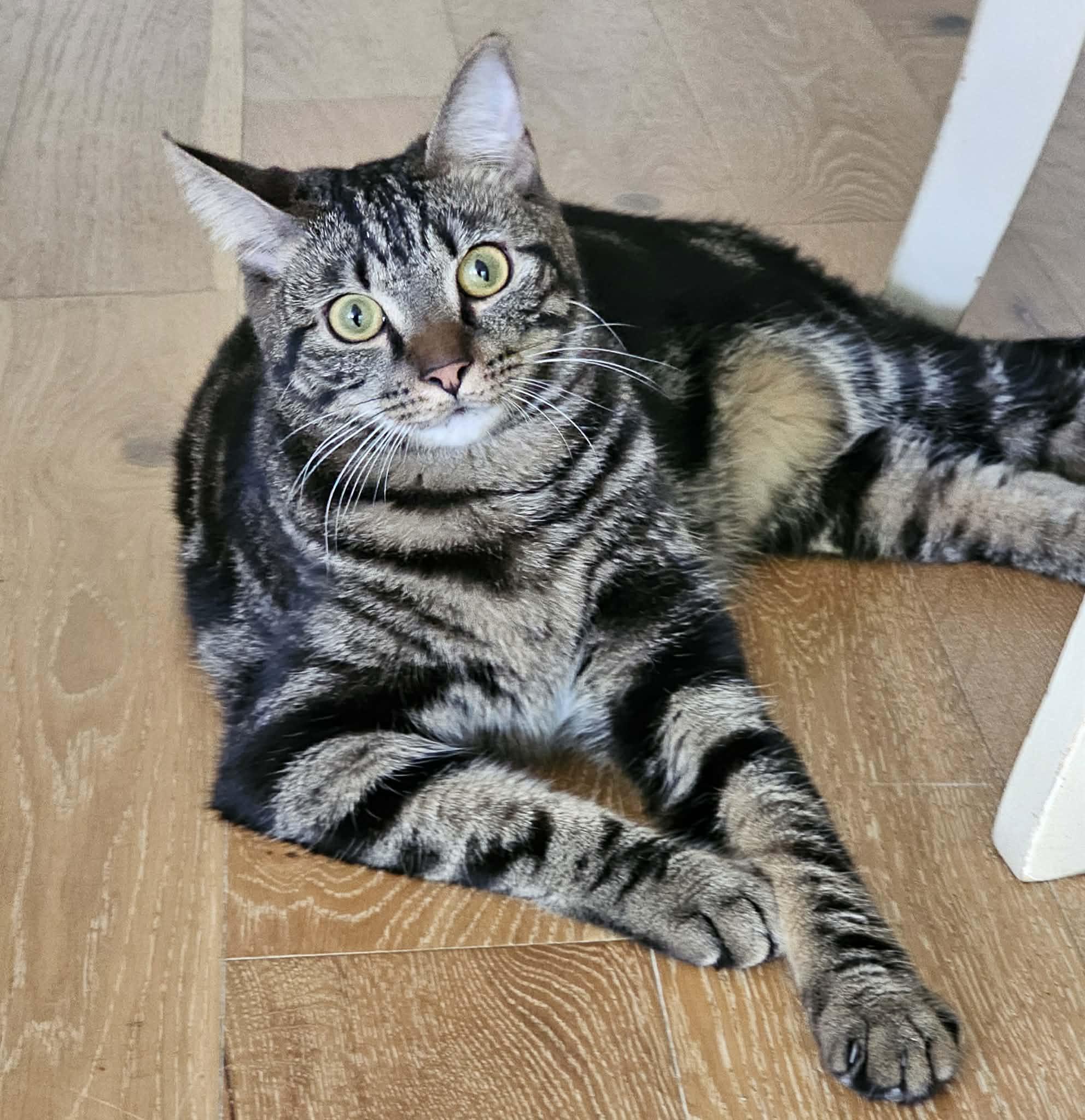 Enlarge Charlie, an adopted American Shorthair in McDonough, GA image 3/6