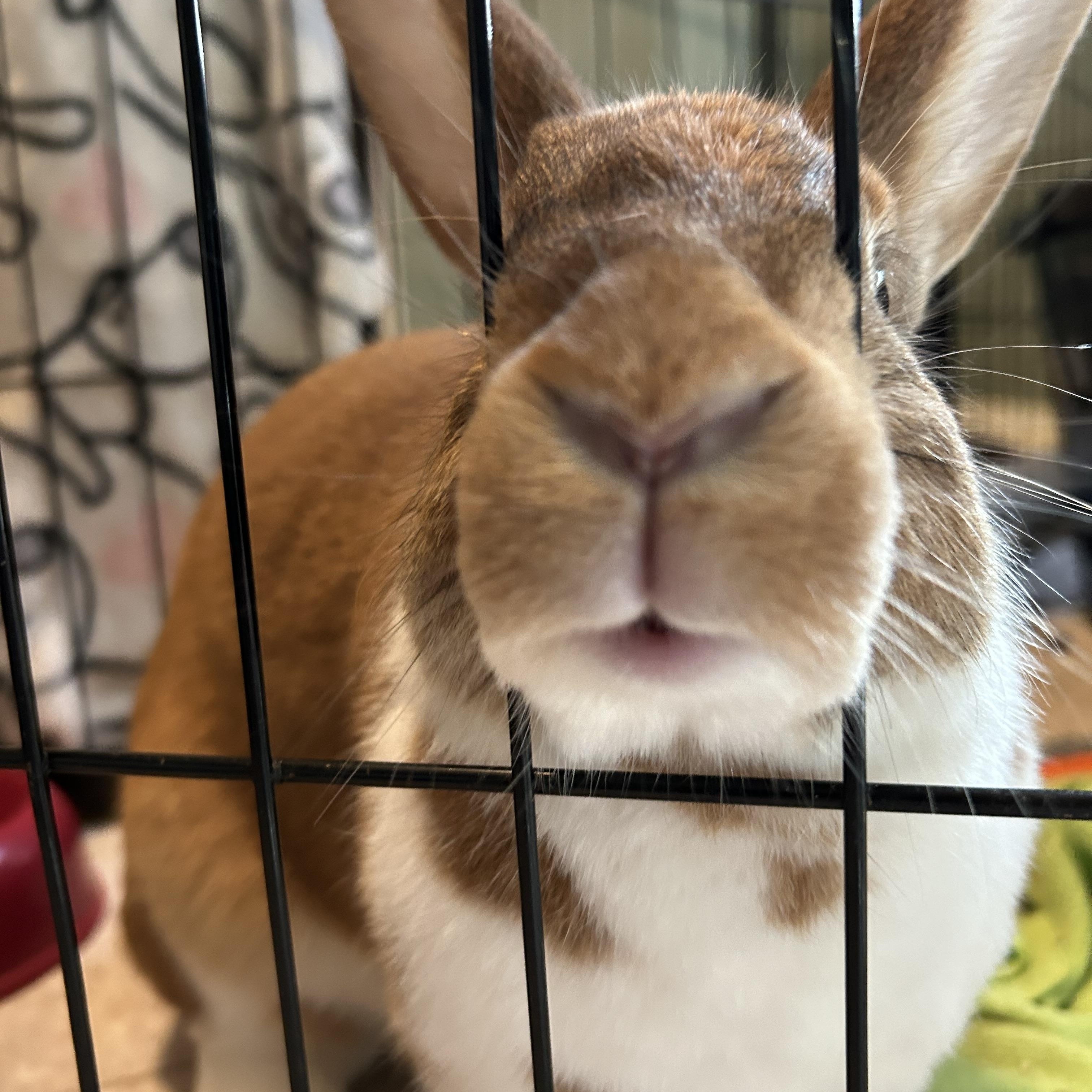 Enlarge George (Bonded with Ginger), a Adoptable New Zealand in Midlothian, VA image 2/3