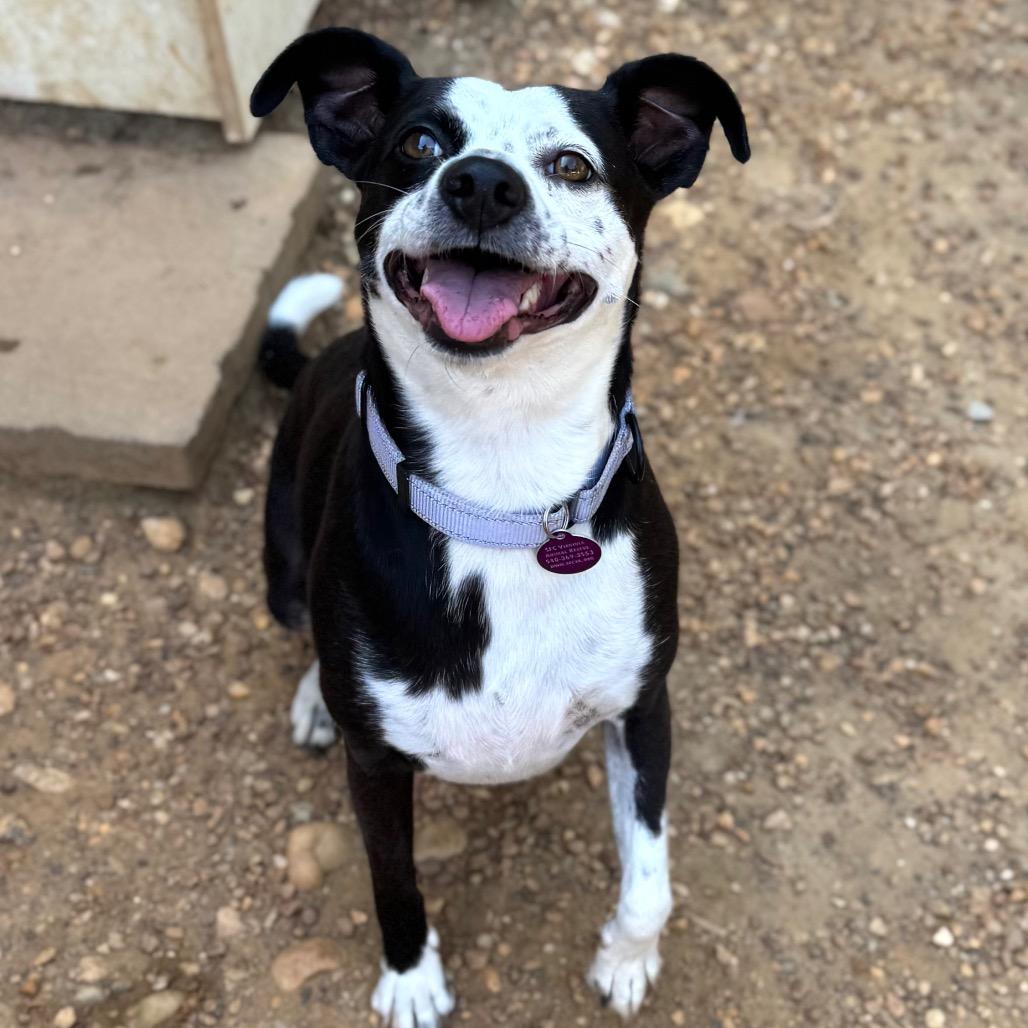 Arabica, Adoptable, Adult Female Mixed Breed.