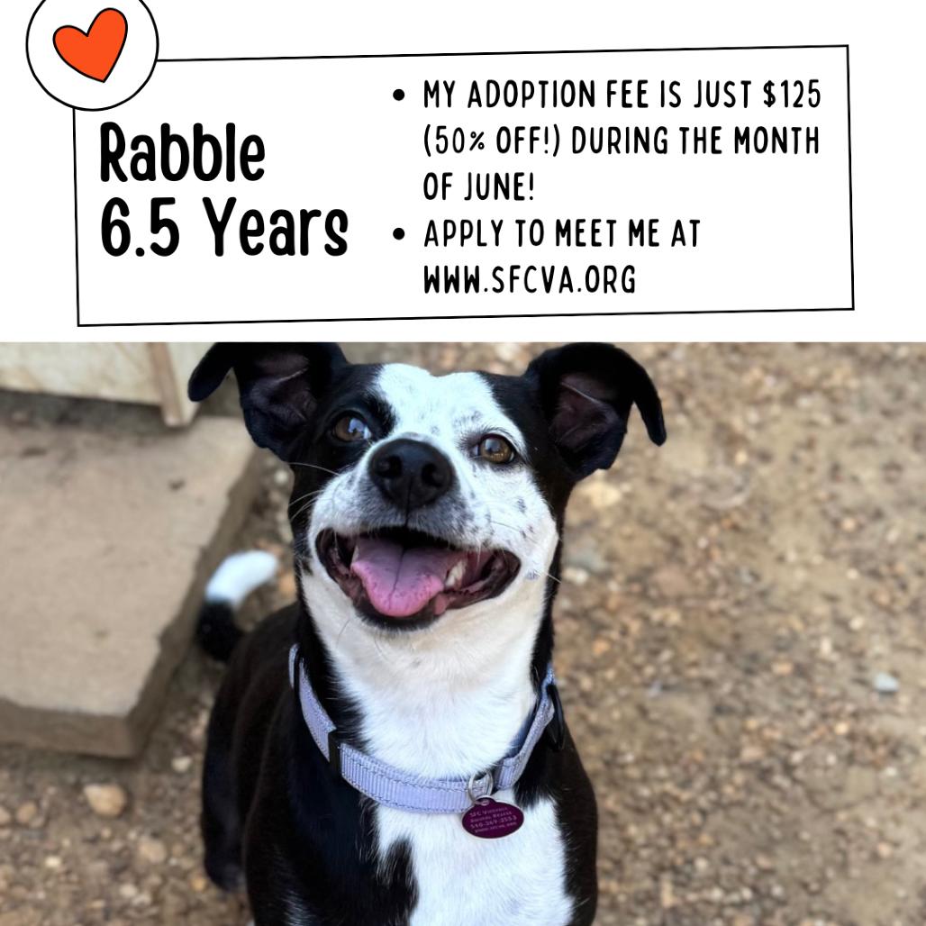 Rabble, Adoptable, Adult Female Mixed Breed.