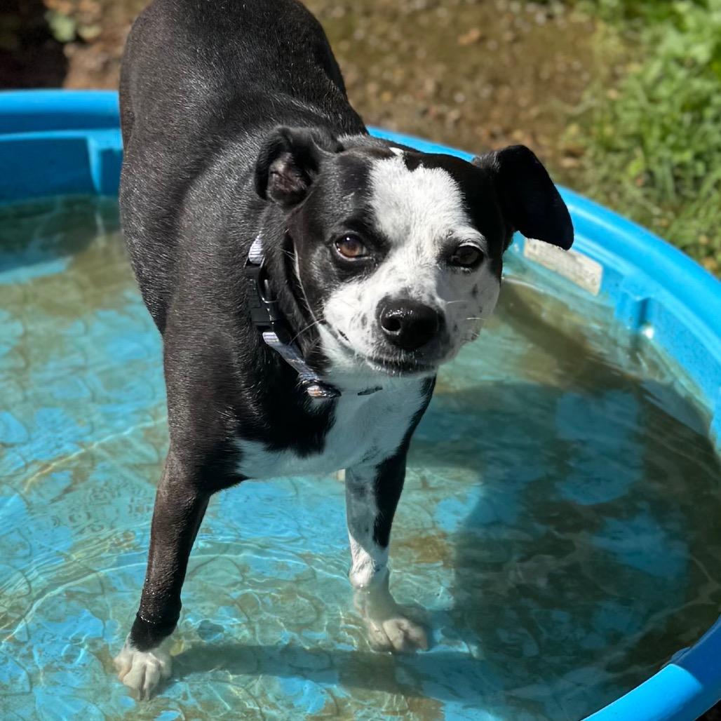 Rabble, Adoptable, Adult Female Mixed Breed.