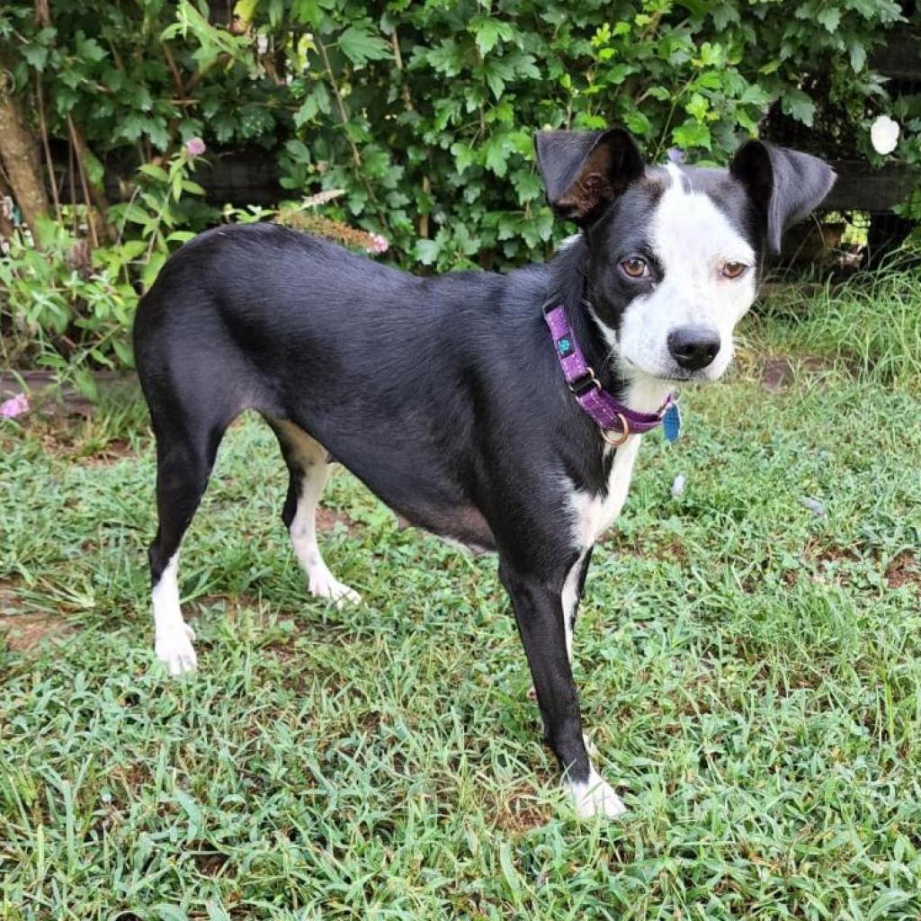Enlarge Arabica, a Adoptable Mixed Breed in Fredericksburg, VA image 3/6