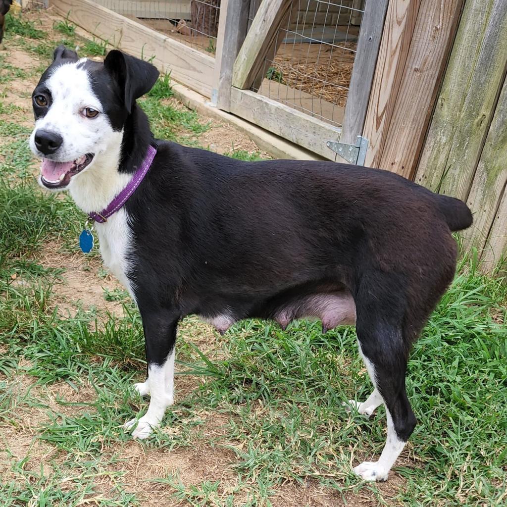 Enlarge Arabica, a Adoptable Mixed Breed in Fredericksburg, VA image 4/6