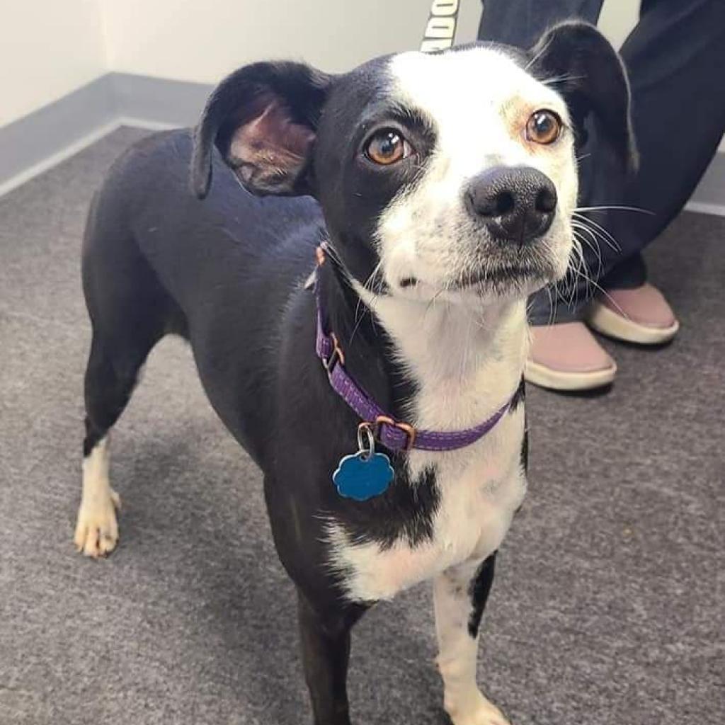 Enlarge Arabica, a Adoptable Mixed Breed in Fredericksburg, VA image 5/6