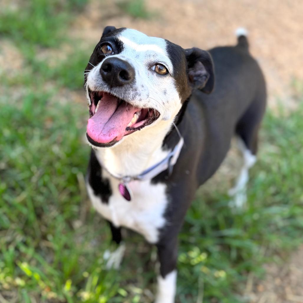 Rabble, a Adoptable Mixed Breed in Fredericksburg, VA image 5/5