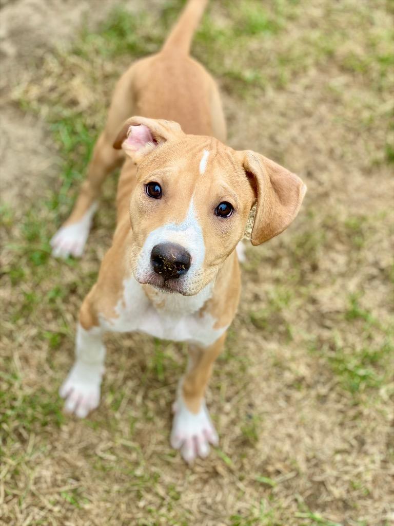 Enlarge Peso, a Adoptable mixed breed in Urbandale, IA image 1/3