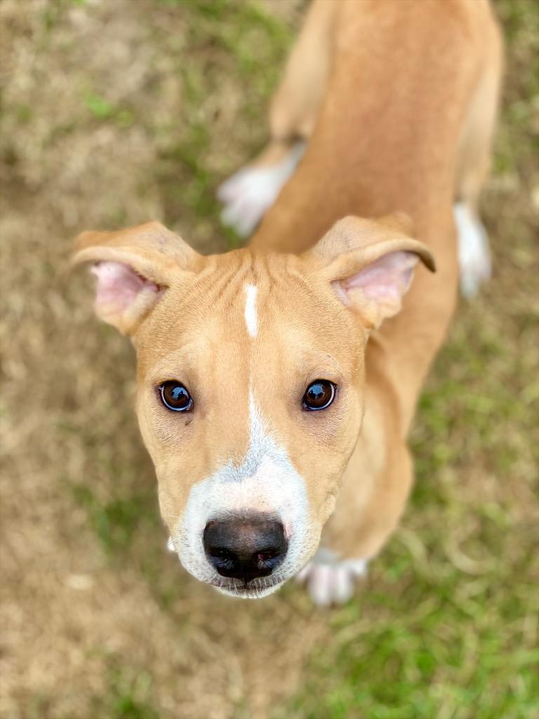 Enlarge Peso, a Adoptable mixed breed in Urbandale, IA image 2/3