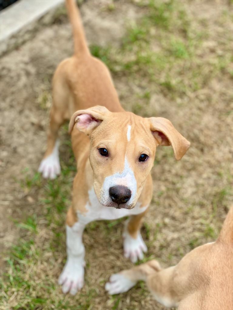 Enlarge Peso, a Adoptable mixed breed in Urbandale, IA image 3/3