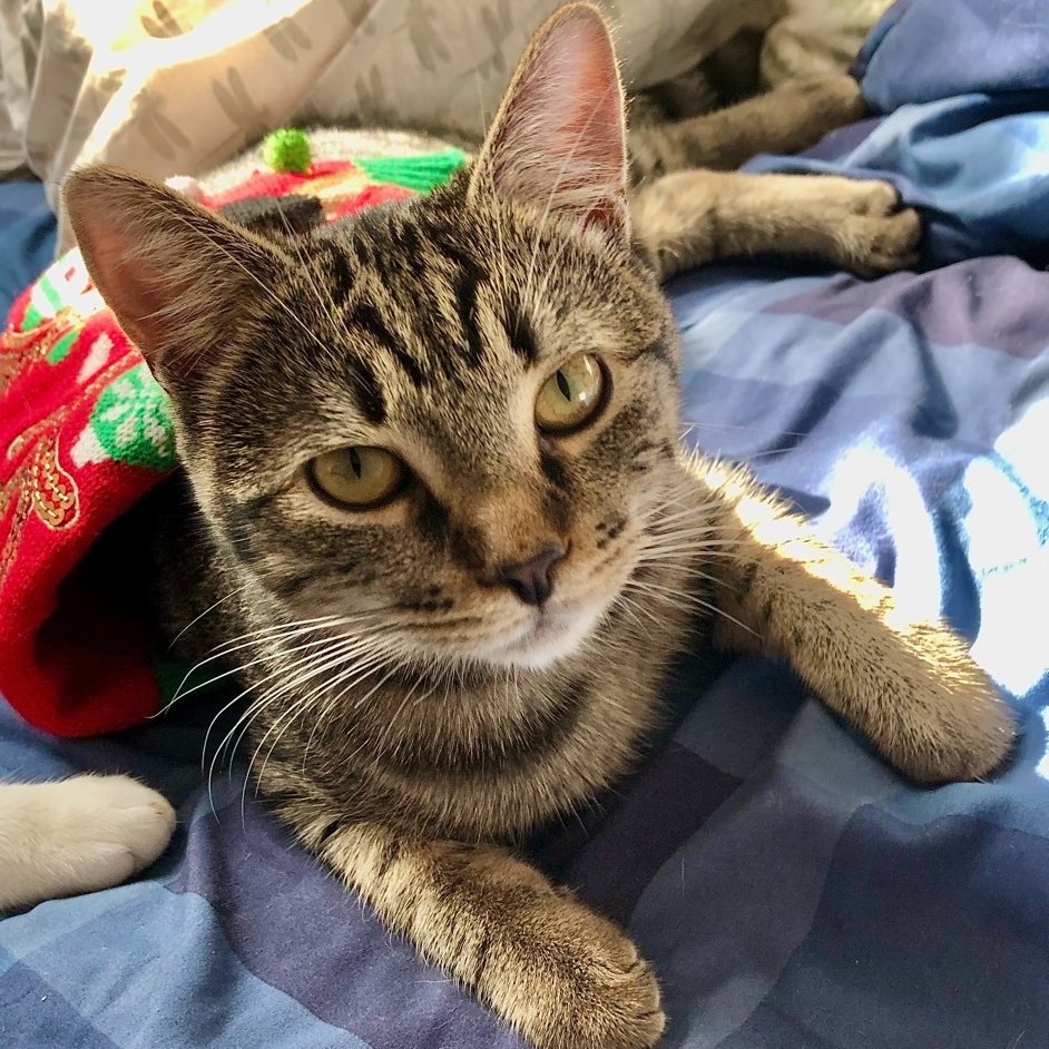 Enlarge Cory, a Adoptable mixed breed in Ventura, CA image 1/9