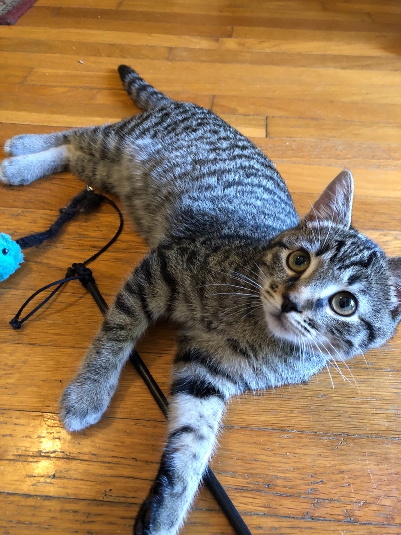 Enlarge Cory, a Adoptable mixed breed in Ventura, CA image 8/9