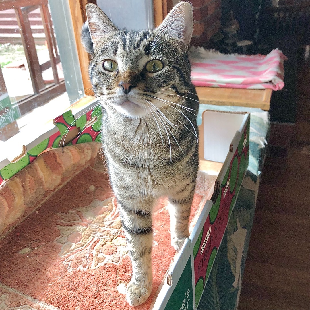 Enlarge Cory, a Adoptable mixed breed in Ventura, CA image 6/9