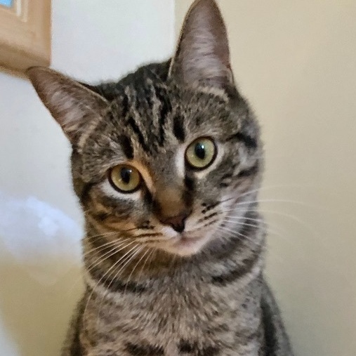 Enlarge Cory, a Adoptable mixed breed in Ventura, CA image 7/9